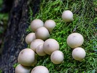 Pilze gedeihen neben Moos auf totem Baumstumpf